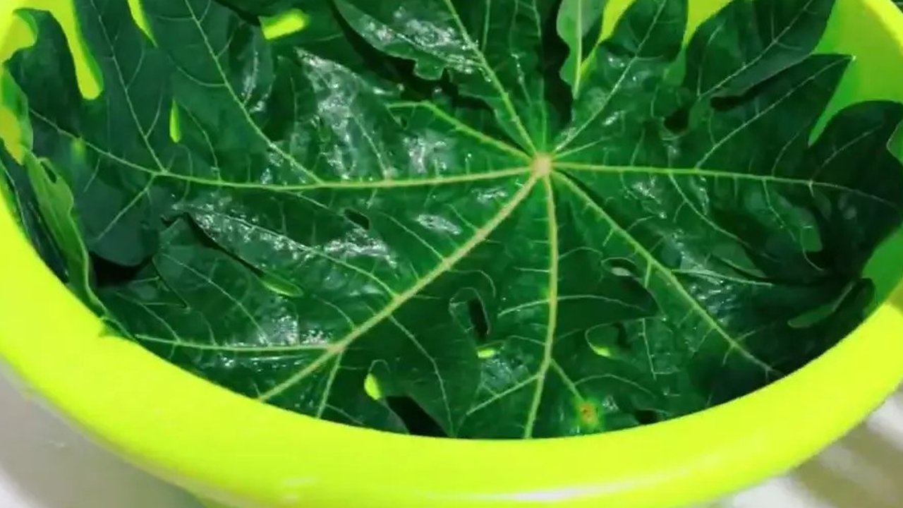 Siapkan 3 Lembar Daun Pepaya dan Remas Hingga Mengeluarkan Cairan