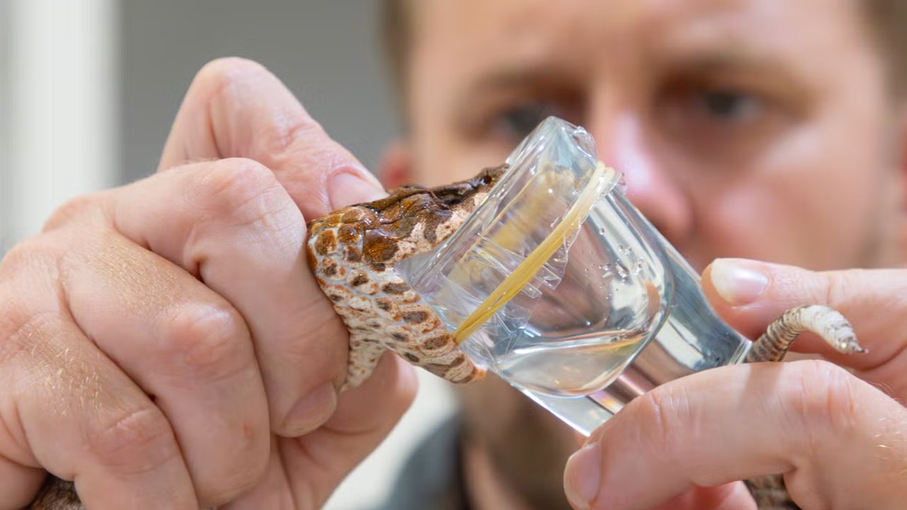 Cara yang Benar dan Ampuh Setelah Digigit Ular Berbisa, Jangan Lakukan Hal yang Biasa Dilakukan Orang