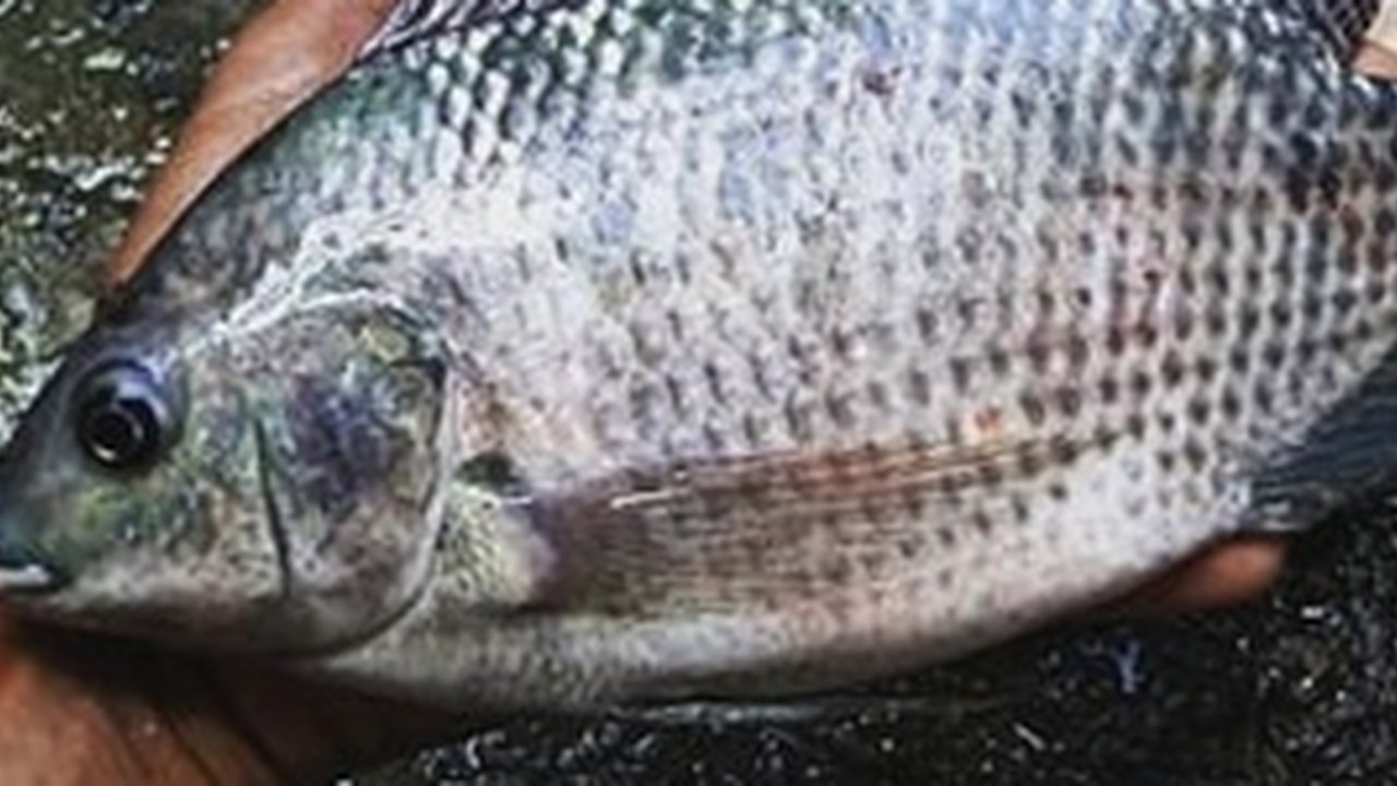 8 Jenis Ikan Air Tawar yang Paling Populer di Konsumsi, Salah Satunya Ikan Patin