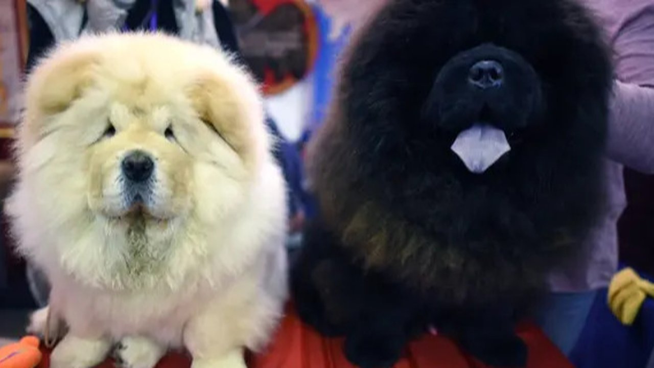 Ternyata, Kondisi Ekonomi Pemilik Bisa Menentukan Kebiasaan Menggonggong Anjing