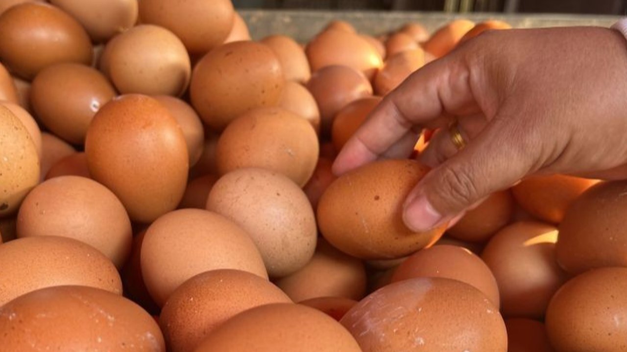Produksi Telur Indonesia Melimpah di Tengah Fenomena Eggflation di Banyak Negara