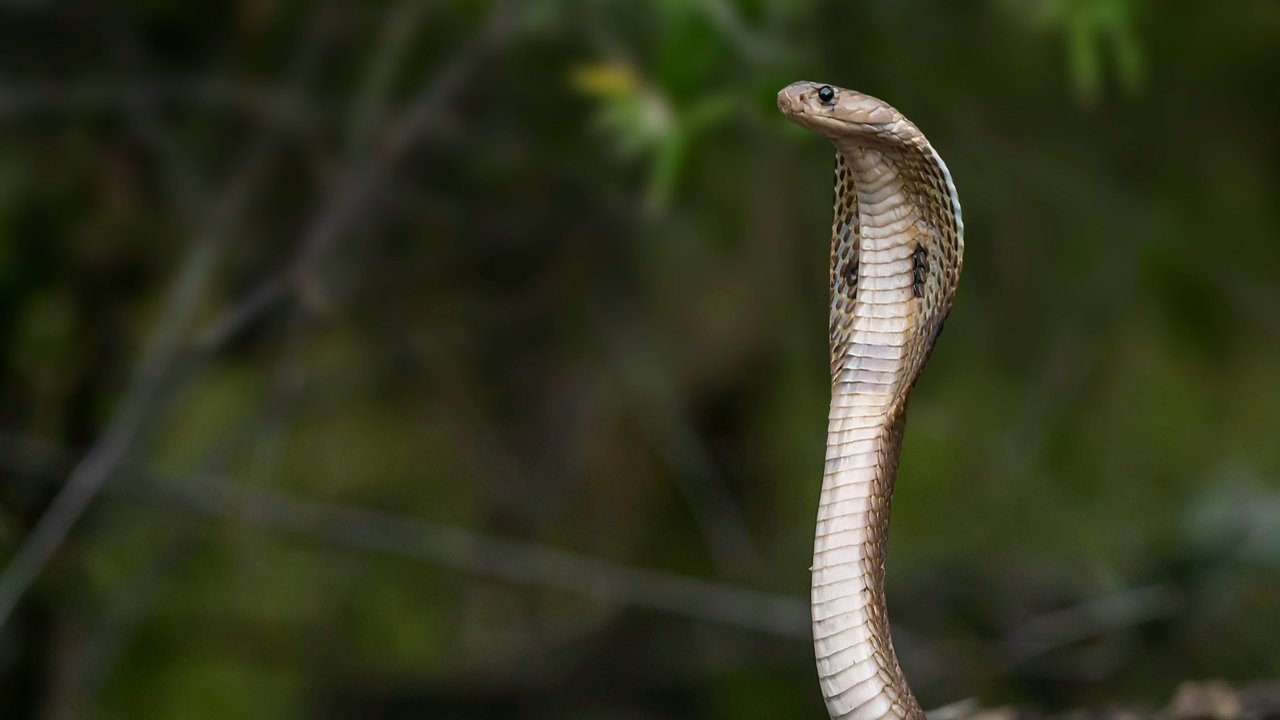 Ular kobra. (dok.  Nivedh P/Unsplash)