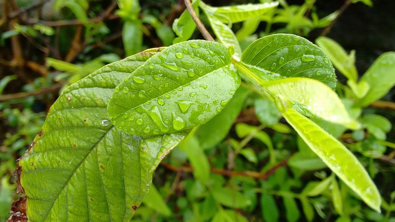 Daun Jambu Biji