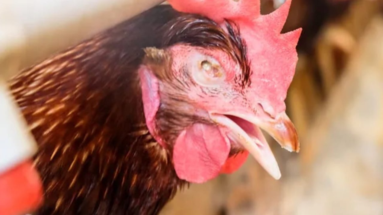 Ilustrasi - Ayam terserang flu burung atau H5N1. (Foto: Istimewa)