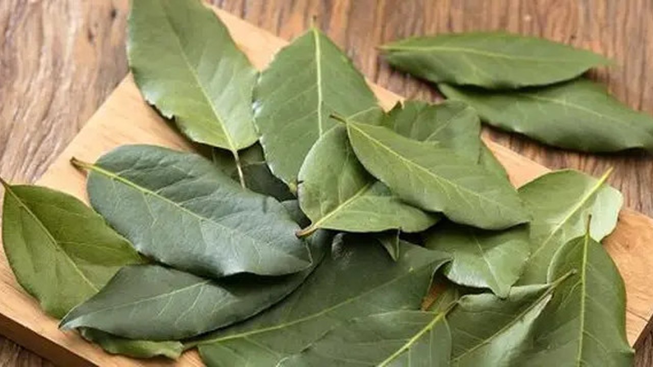 Ilustrasi rebusan daun sirsak | unsplash.com