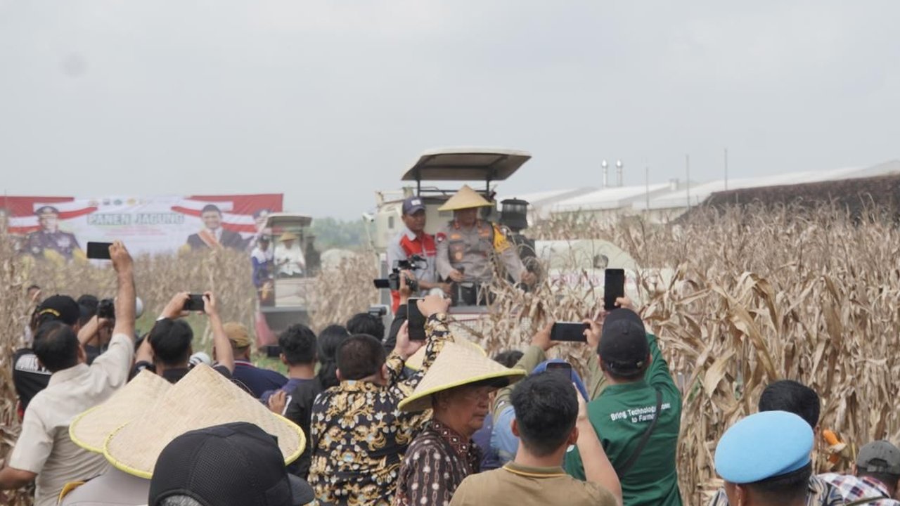Dukung Ketahanan Pangan, Kapolda Jatim Pimpin Panen Raya Jagung Hibrida di Sidoarjo
