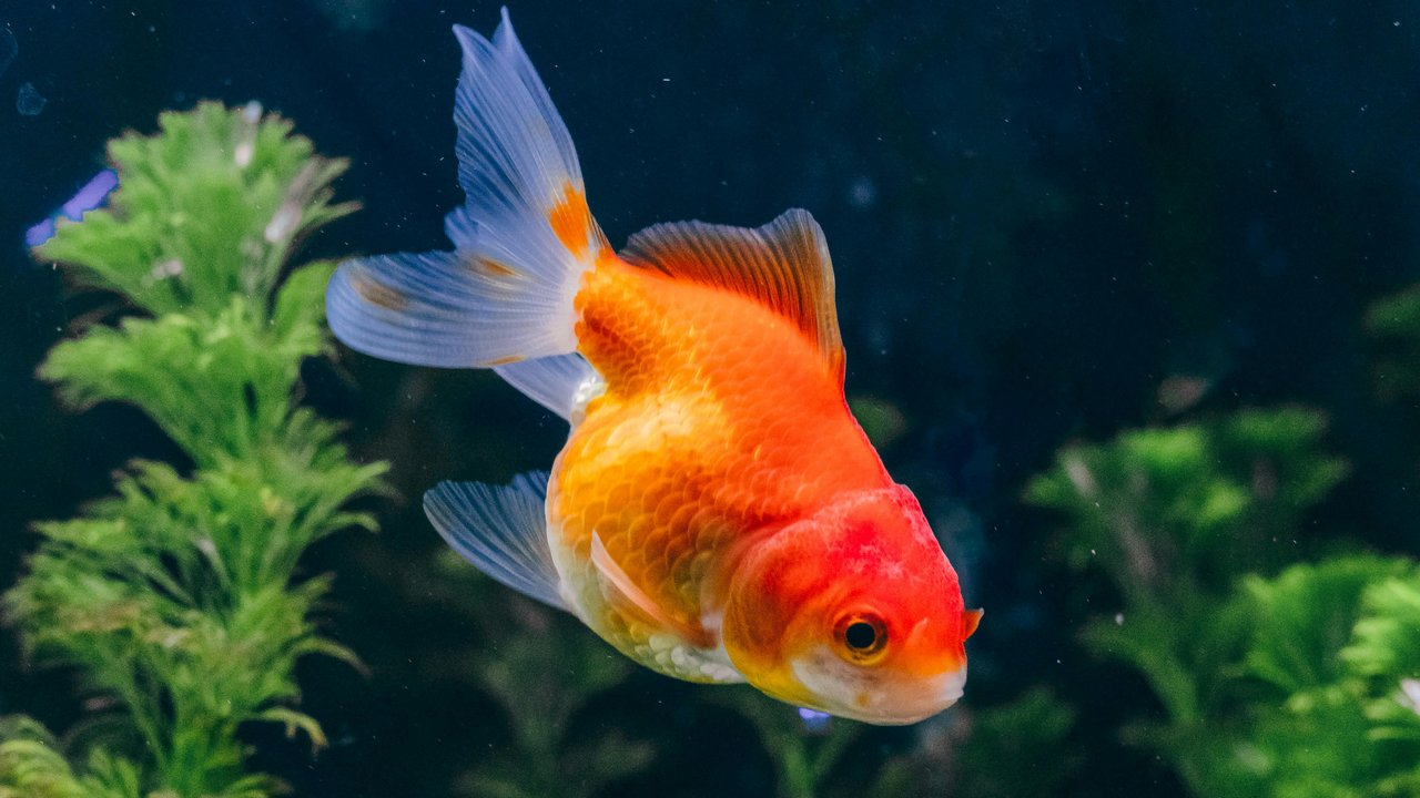 Ilustrasi Ikan Hias (©Pexels)