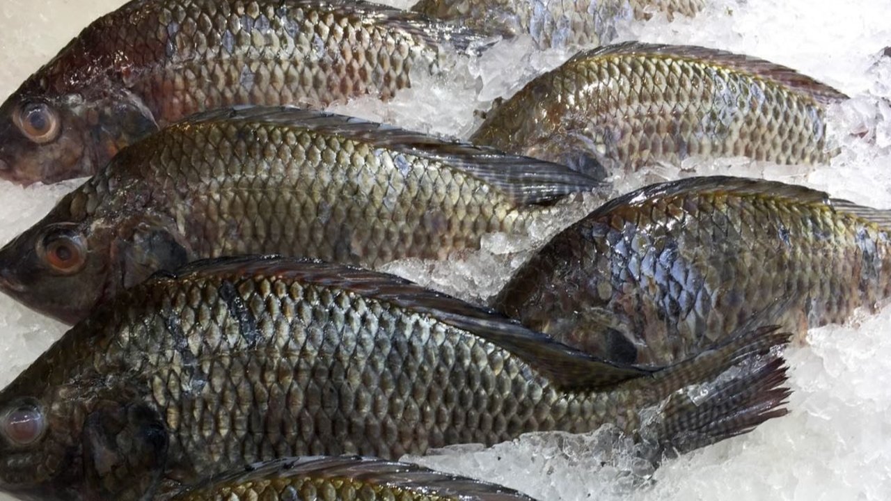Ikan nila.