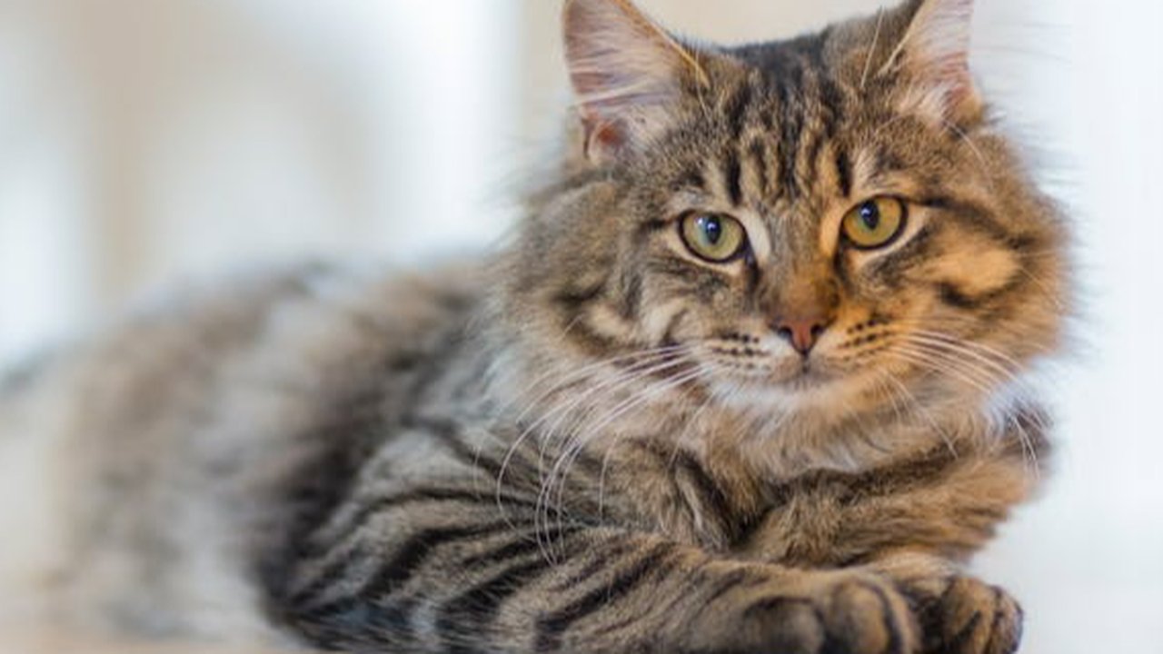 Tips Membuat Kucing Tetap Nyaman di Rumah Sendirian ketika Ditinggal Liburan