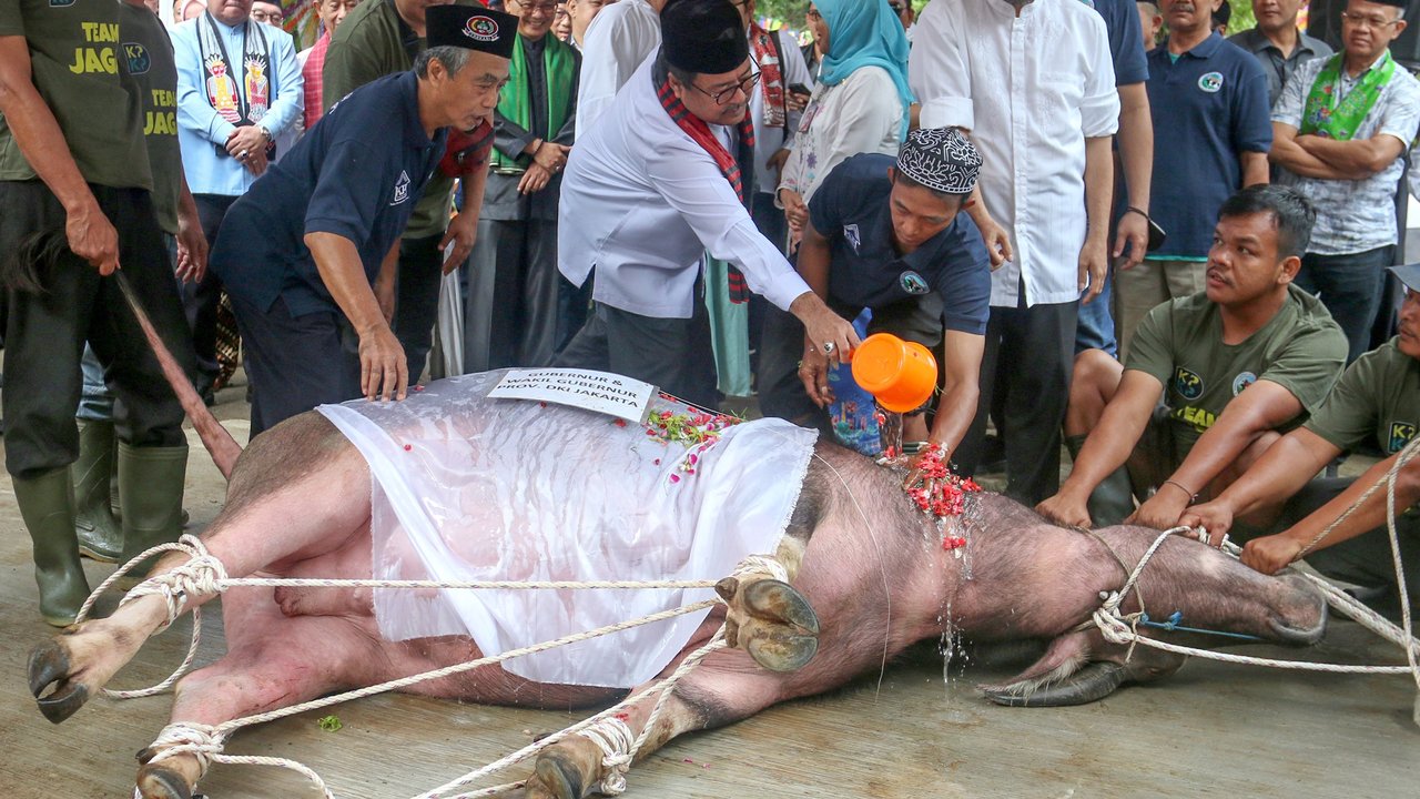Tradisi andilan potong kebo di Agro Edukasi Wisata Ragunan, Jakarta, Sabtu (29/3/2025).