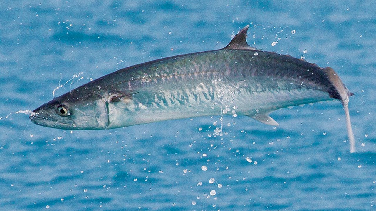 Ikan Marlin