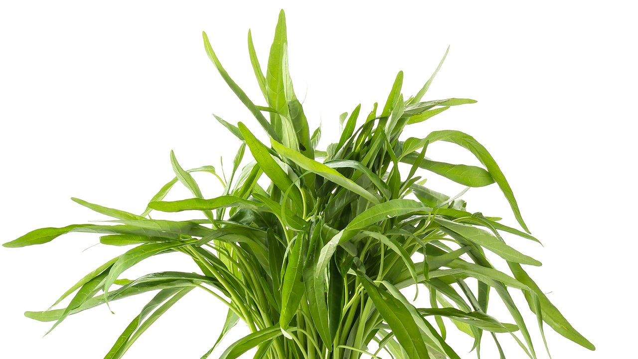 Ilustrasi Kangkung