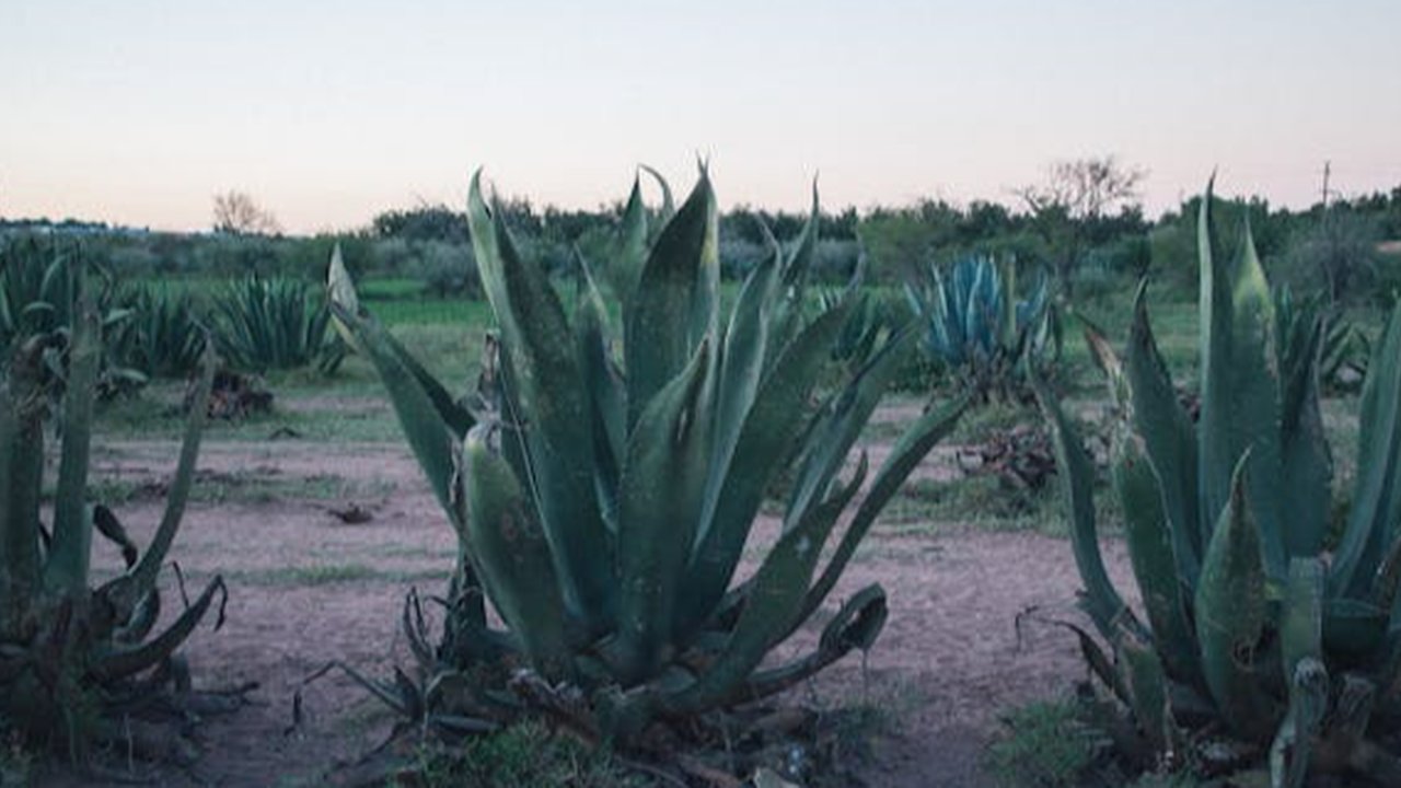 Manfaat Kesehatan dari Agave atau Lidah Naga