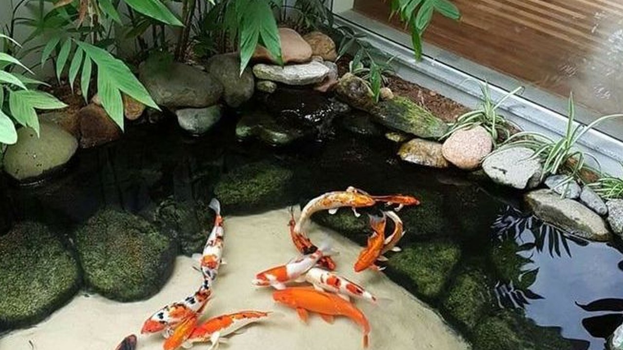 Kolam Ikan Koi Natural