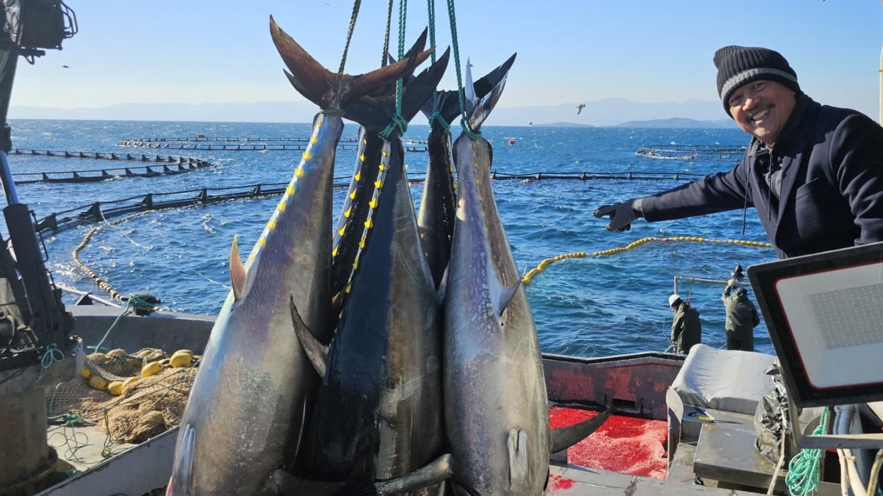 Ilmuwan Ungkap Mengapa Ikan Tuna Tak Pernah Berhenti Berenang dan Mampu Melintasi Samudra Tanpa Lelah, Begini Penjelasannya