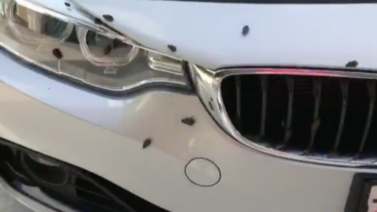 Metode Alami dan Kimia yang Efektif untuk Menghilangkan Kecoa di Mobil