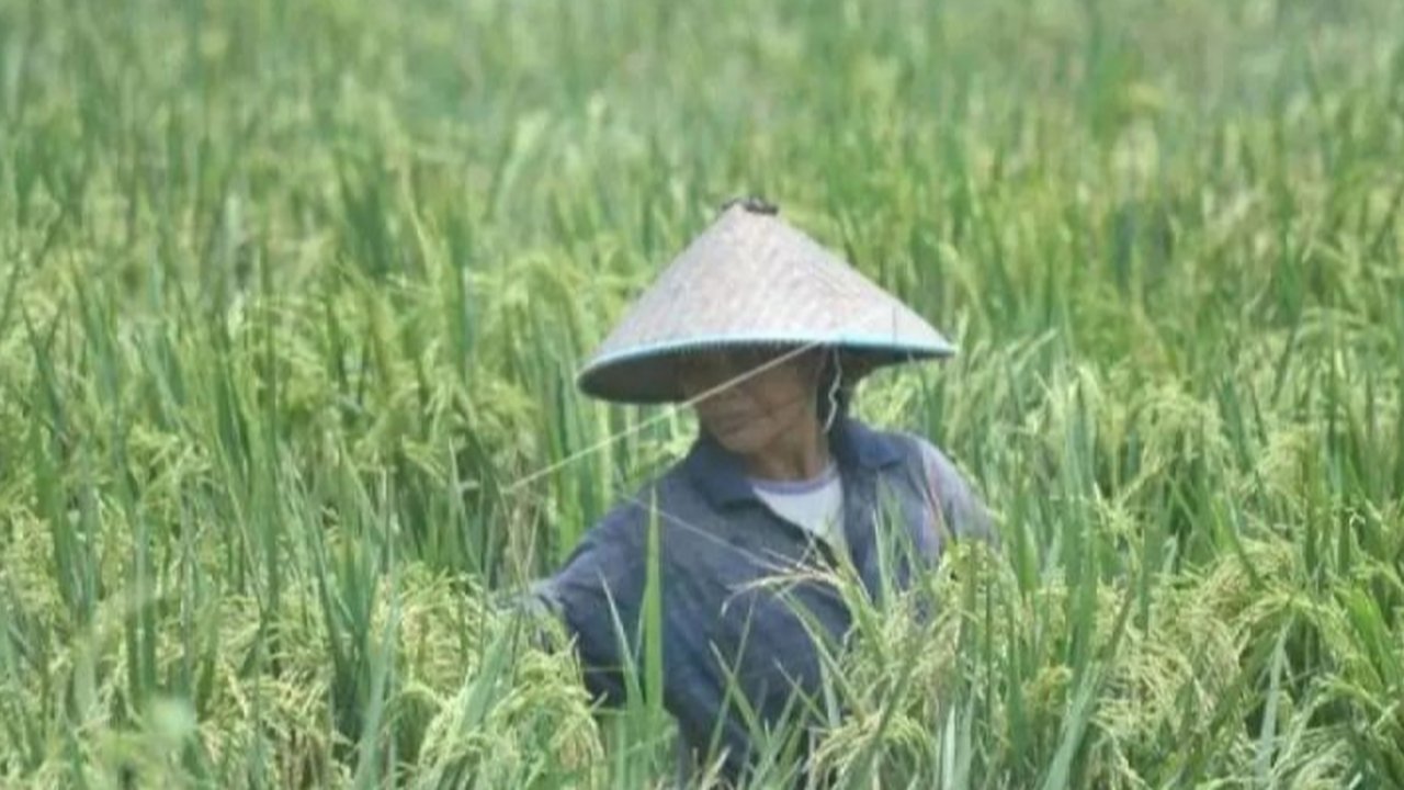 Ilmuwan Ungkap Sejak Kapan Manusia Menanam Padi, Begini Sejarahnya