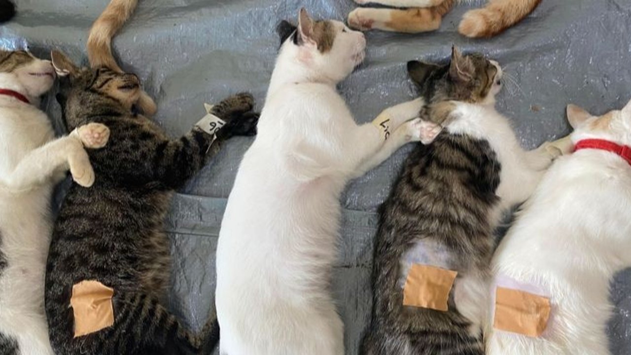 10 Cara Mudah Mengusir Kucing Liar dari Rumah Tanpa Bikin Stres