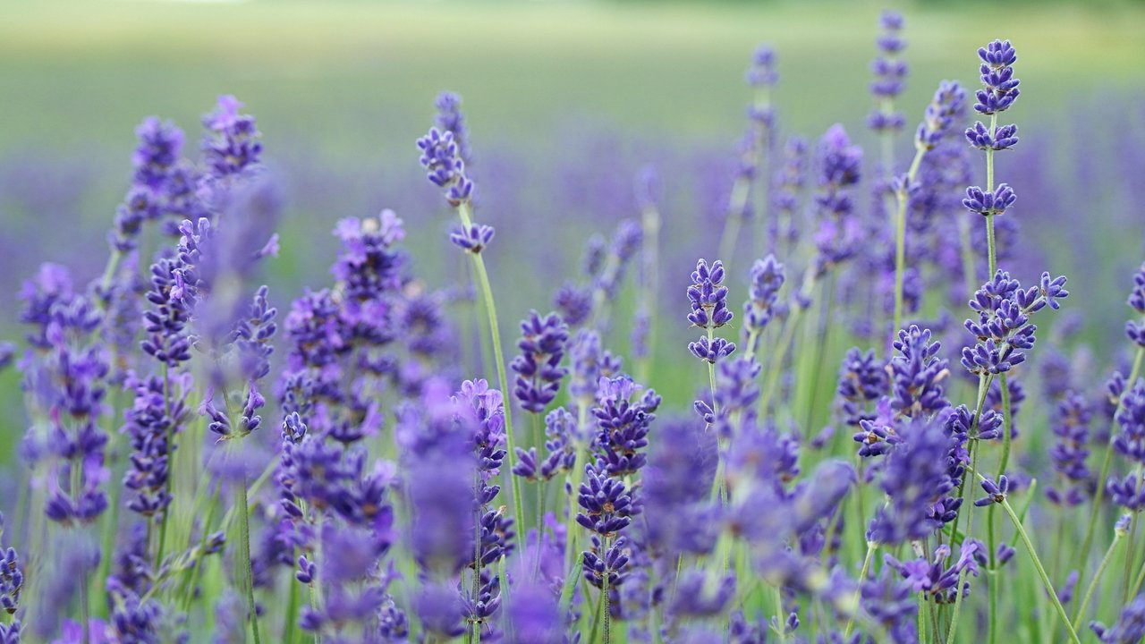 Ilsutrasi Gurun Arab Saudi Jadi Padang Bunga Lavender, credit: Unsplash Annie