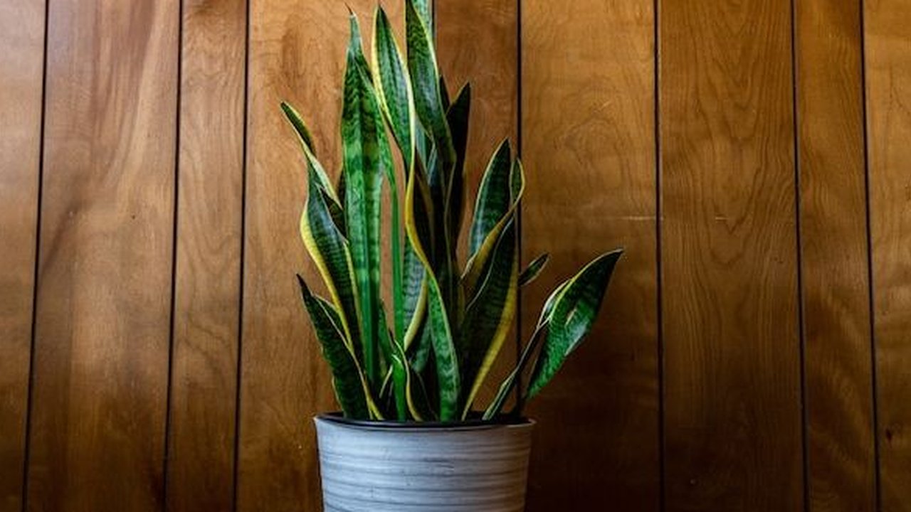 Tanaman Lidah Mertua