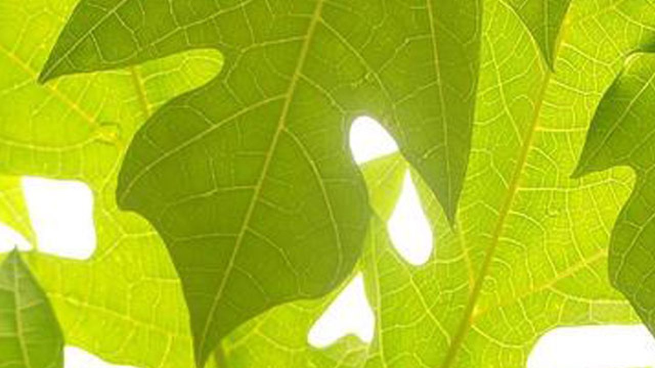 Ilustrasi daun pepaya.