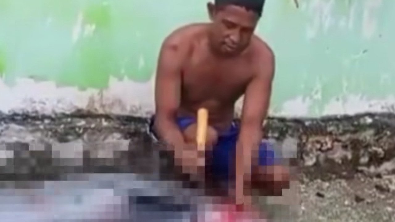 Heboh Nelayan Sembelih Lumba-lumba, KKP Turun Tangan Lakukan Penyelidikan
