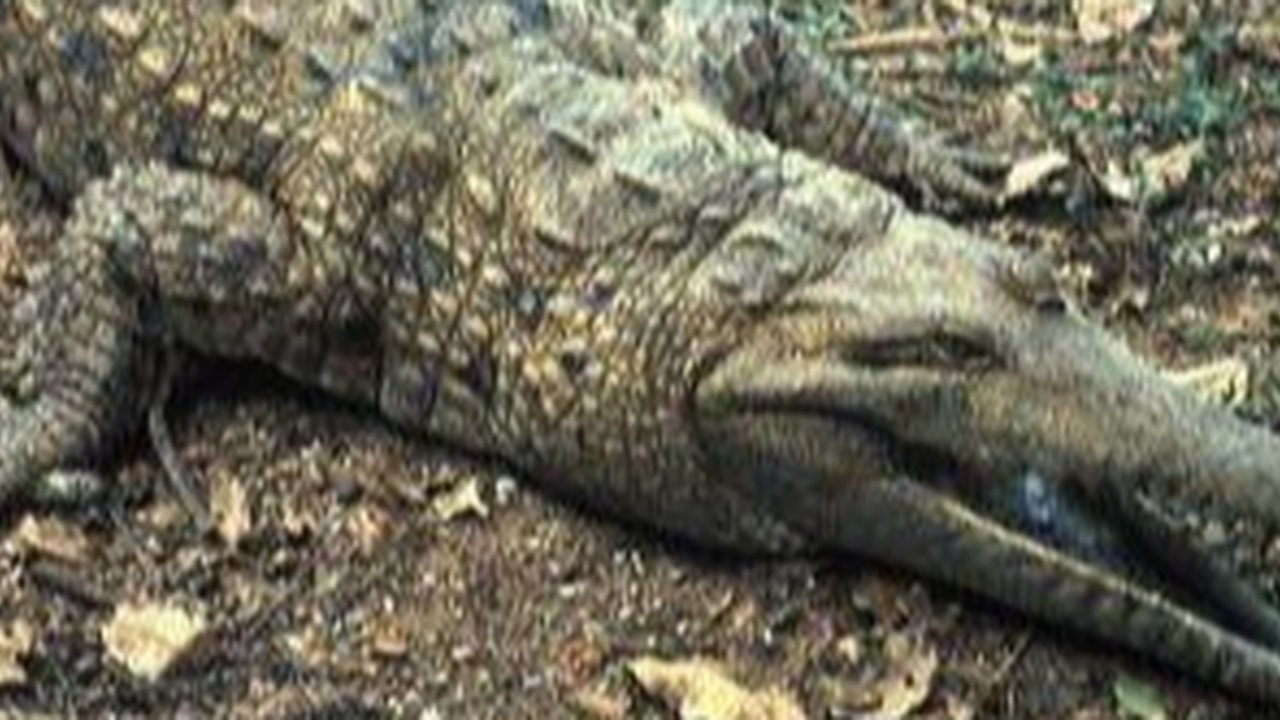 Ilustrasi buaya air tawar Johnstoni