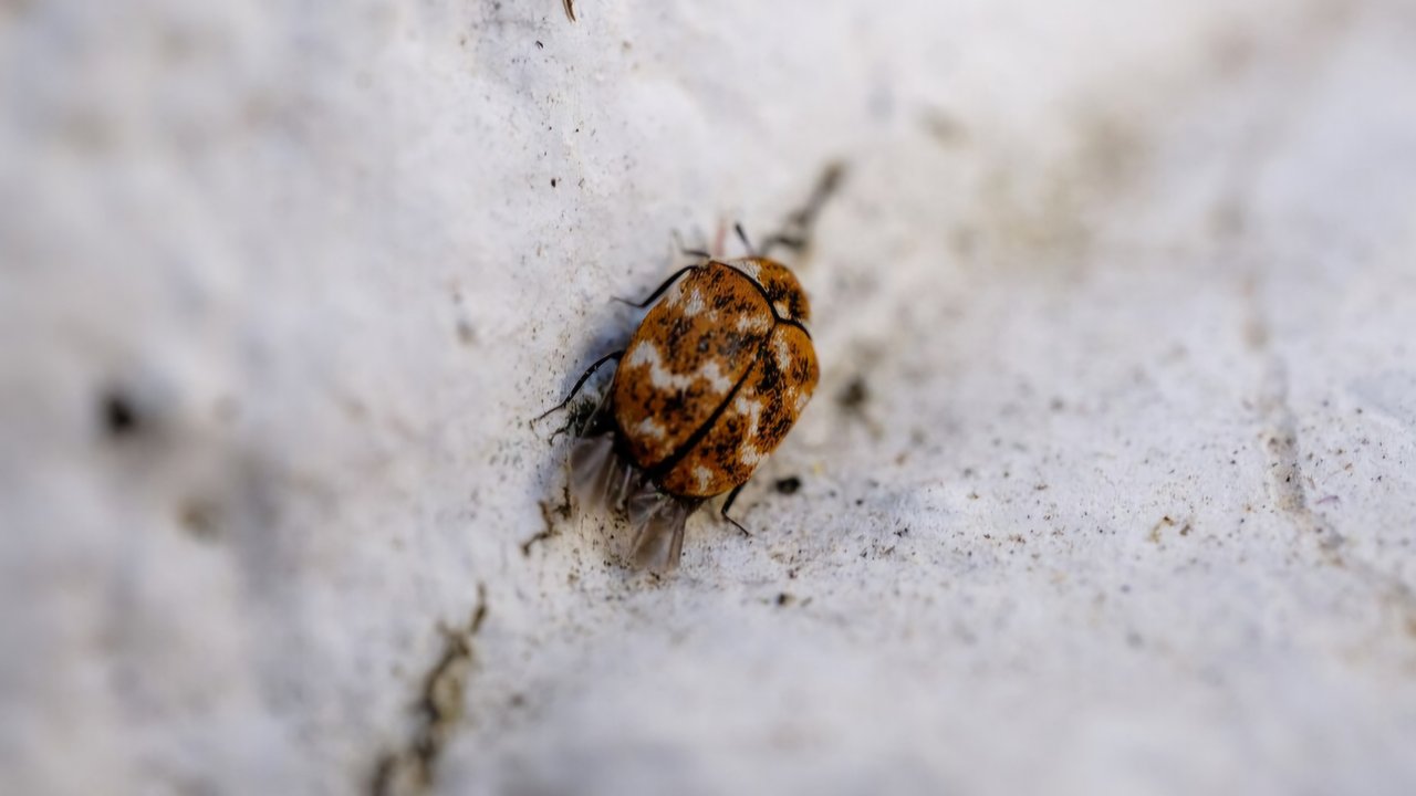 Ilustrasi potret kutu kasur (Foto: Freepik/freepik)