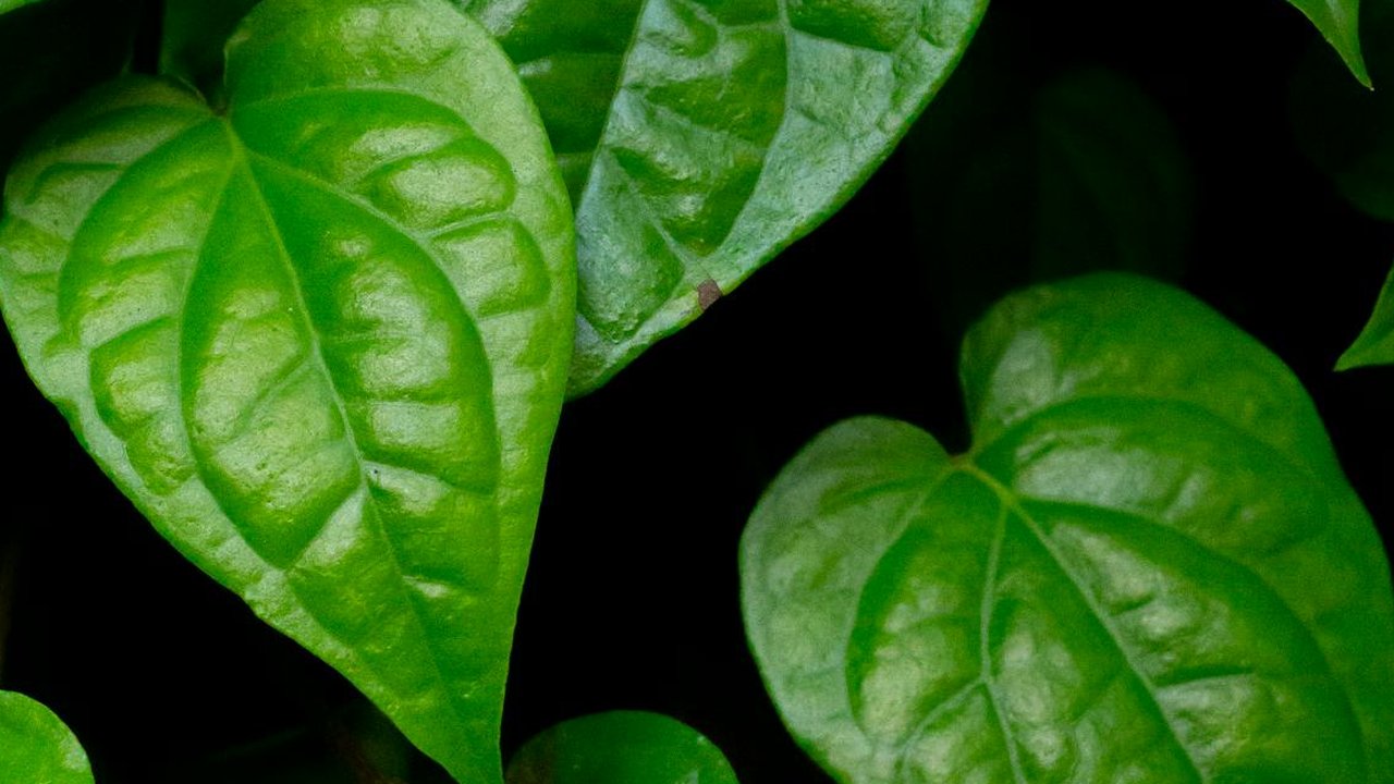 Ilustrasi Daun Sirih