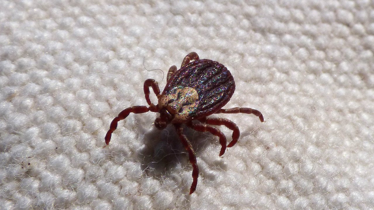 Ilustrasi tungau. (dok. Pixabay/Novi Thedora)