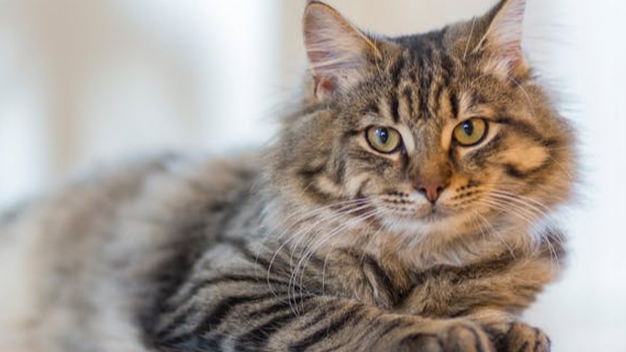 Tips Membuat Kucing Tetap Nyaman di Rumah Sendirian ketika Ditinggal Liburan