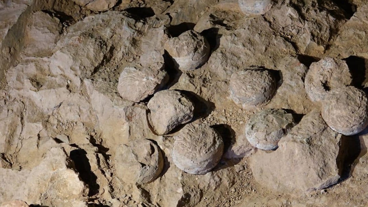 Fosil Berusia 80 Juta Tahun Ungkap Perilaku Mengejutkan Dinosaurus, Begini Hasil Temuan Ilmuwan