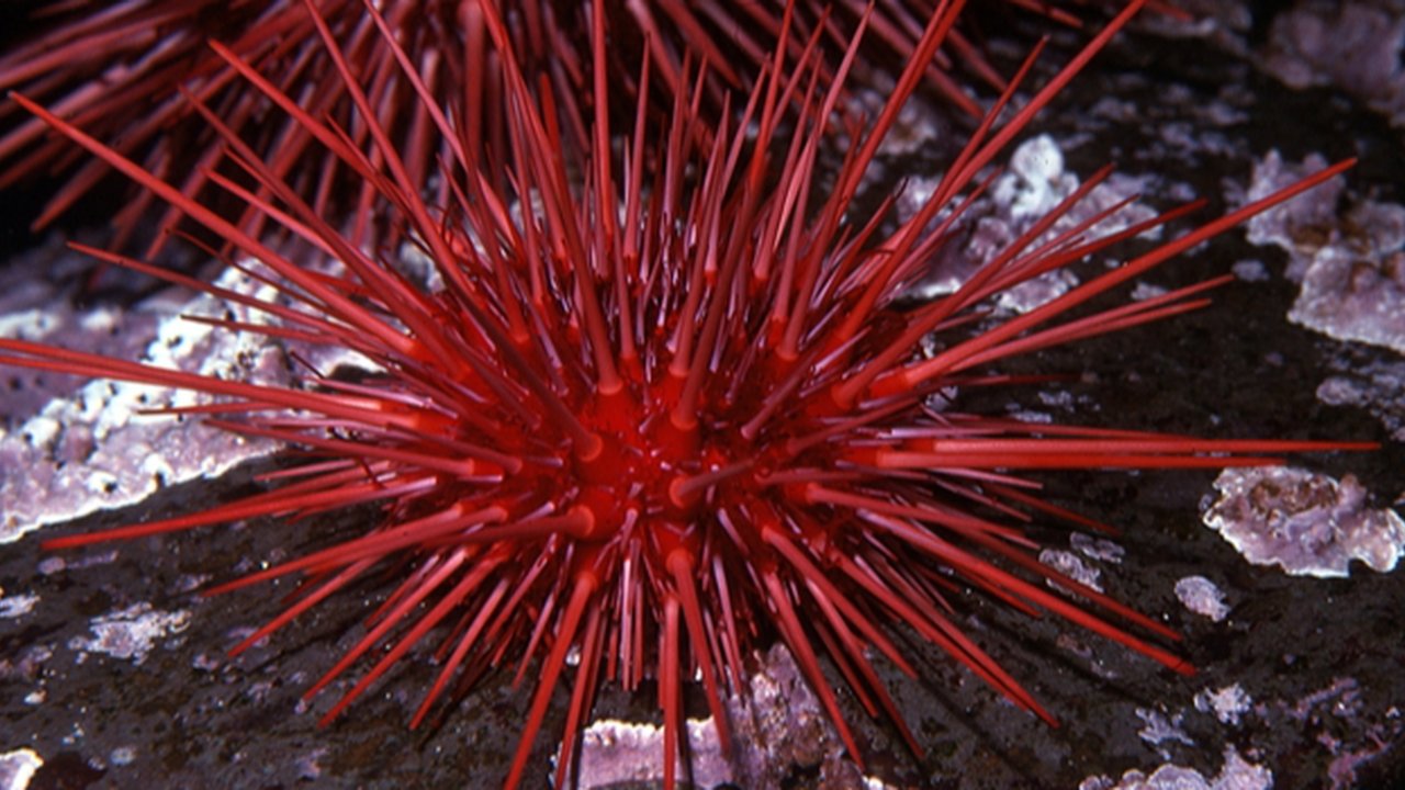 Enam Hewan Ini  Berumur Panjang, Ada yang Hidup Sampai 500 Tahun