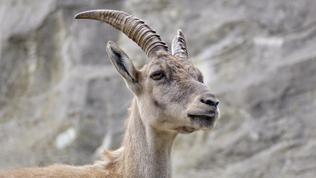 Ilustrasi kambing (Sumber: PIxabay)