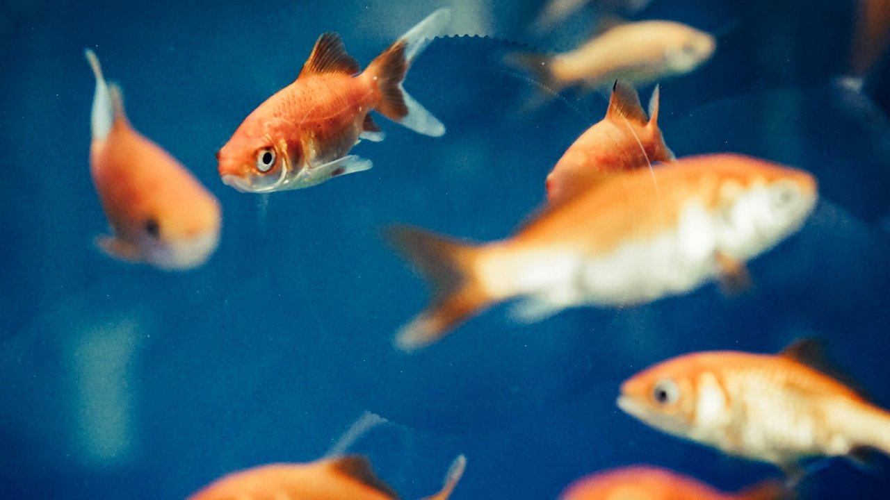 Cara Mengajari Ikan Trik Meminta Makan