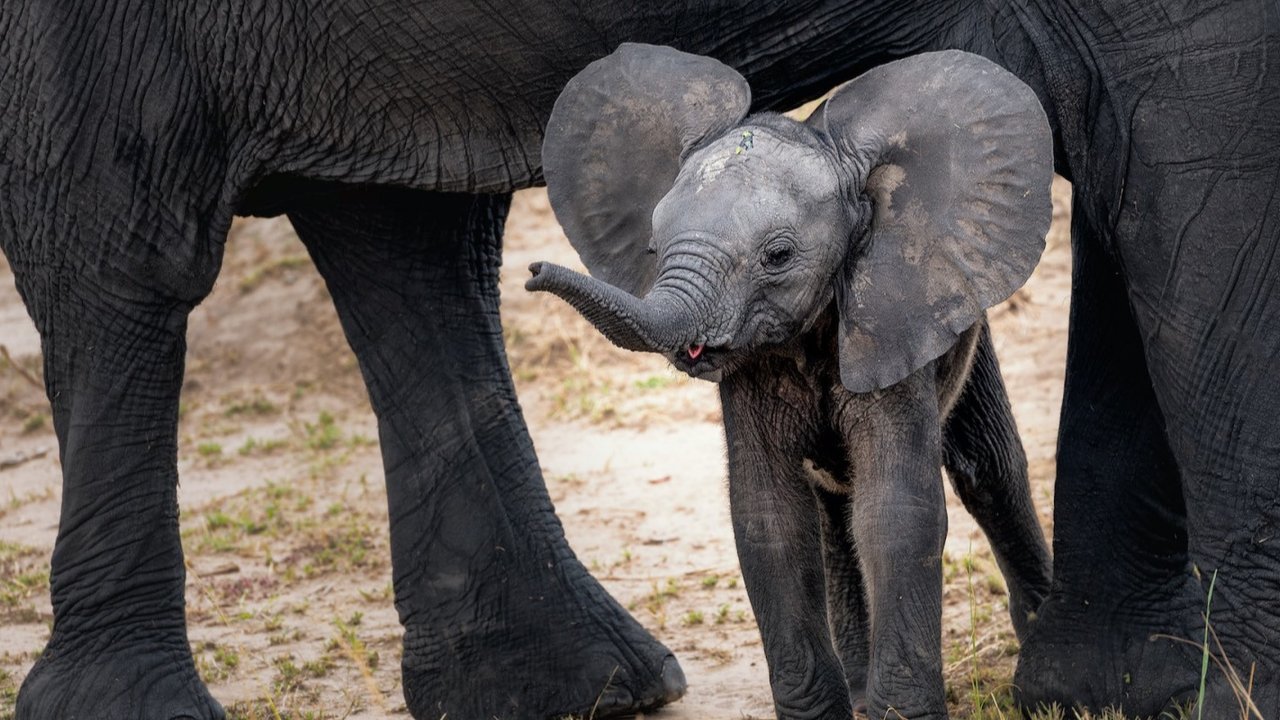 Ilustrasi anak gajah. (Photo by Hu Chen on Unsplash)