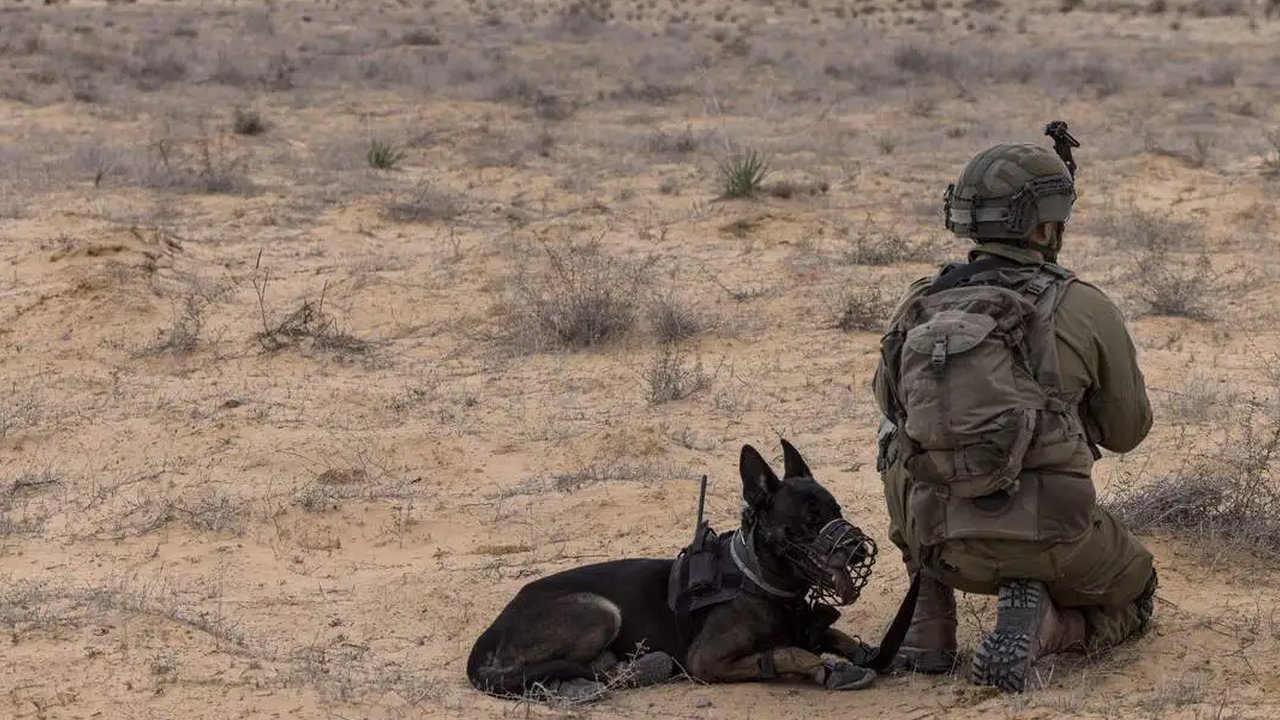 Belanda Dituduh Terlibat Kejahatan Perang di Gaza Karena Kirim Anjing Militer Untuk Pasukan Israel