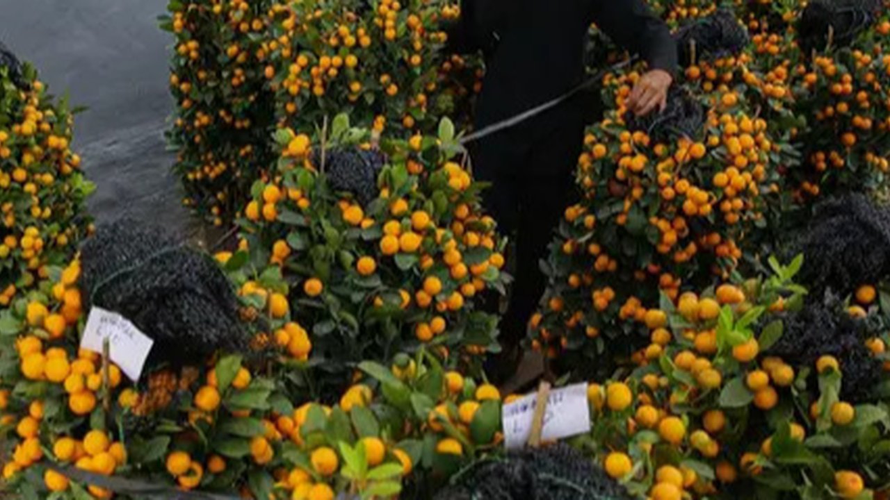 Pekerja beraktivitas di antara pohon jeruk Kimkit yang dijual di Meruya, Jakarta Barat, Kamis (12/1/2023). Banyak pembeli membeli tanaman buah jeruk tersebut untuk dikirim kepada kerabat dan