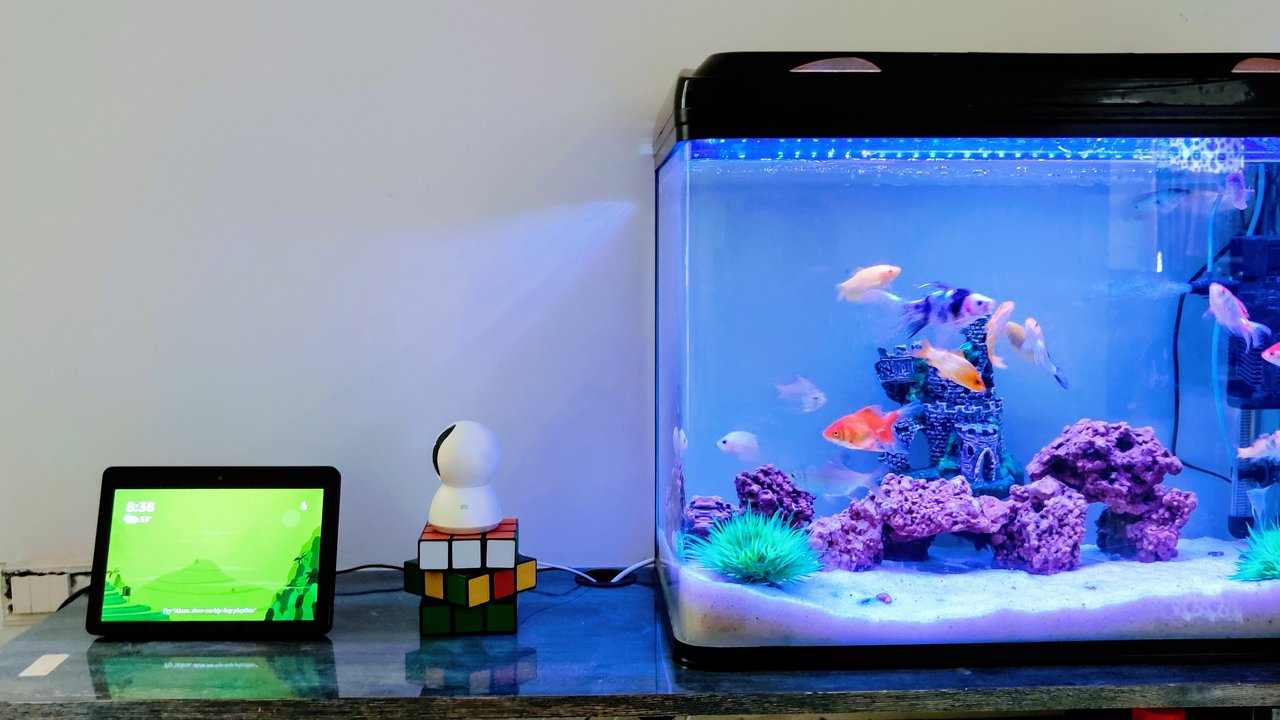 Ilustrasi Aquarium (Photo by Vikram Mudaliar on Unsplash)