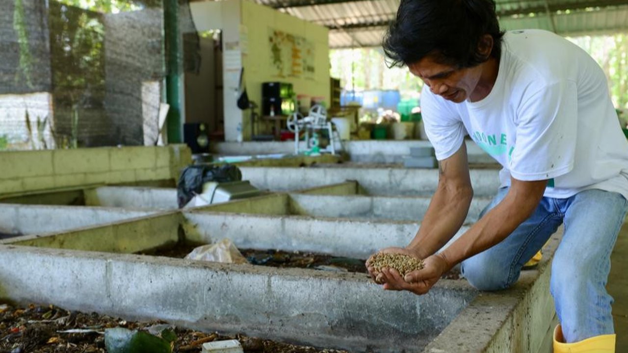 Proses budidaya magot di Desa Siliragung Banyuwangi (Istimewa)