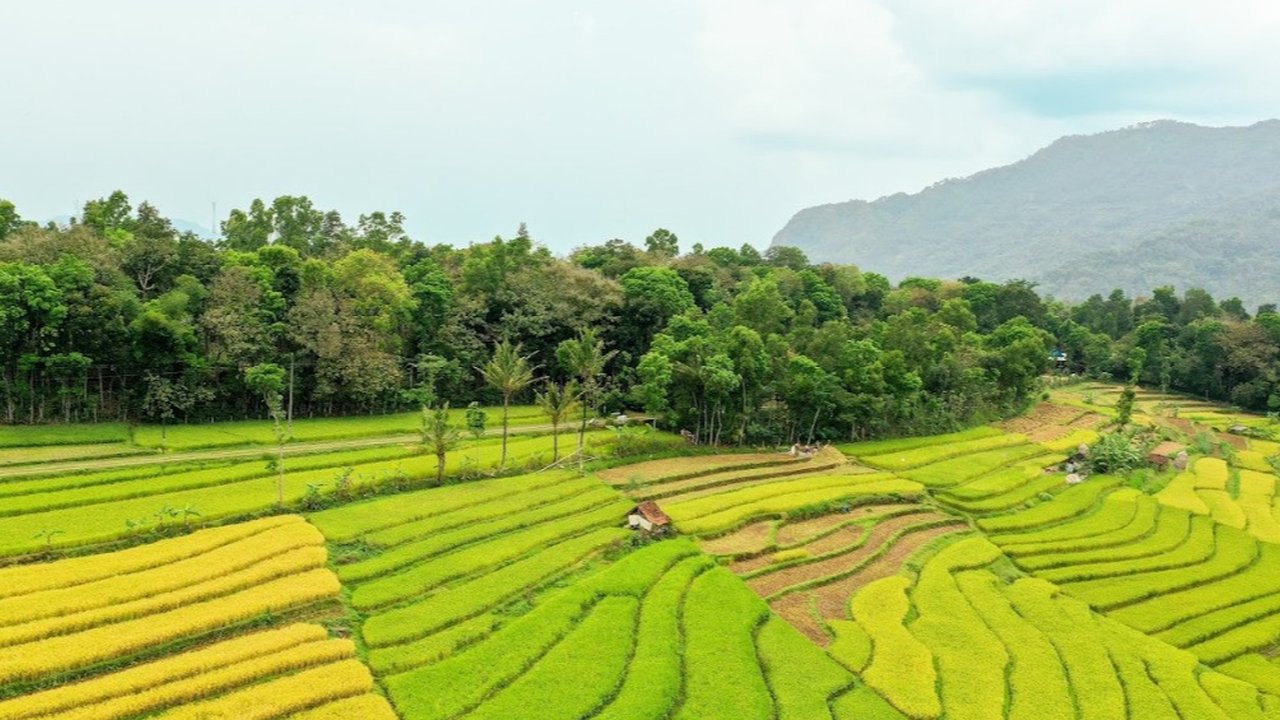 Irigasi Padi Hemat Air Hemat 30%, Prabowo Tambah Dukungan Lewat 1.000 Burung Hantu
