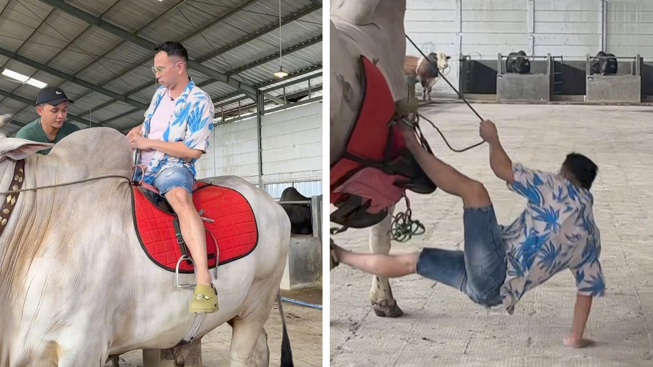Detik-detik Raffi Ahmad Jatuh dari Sapi 'Sakit lalu Kuat Lagi'
