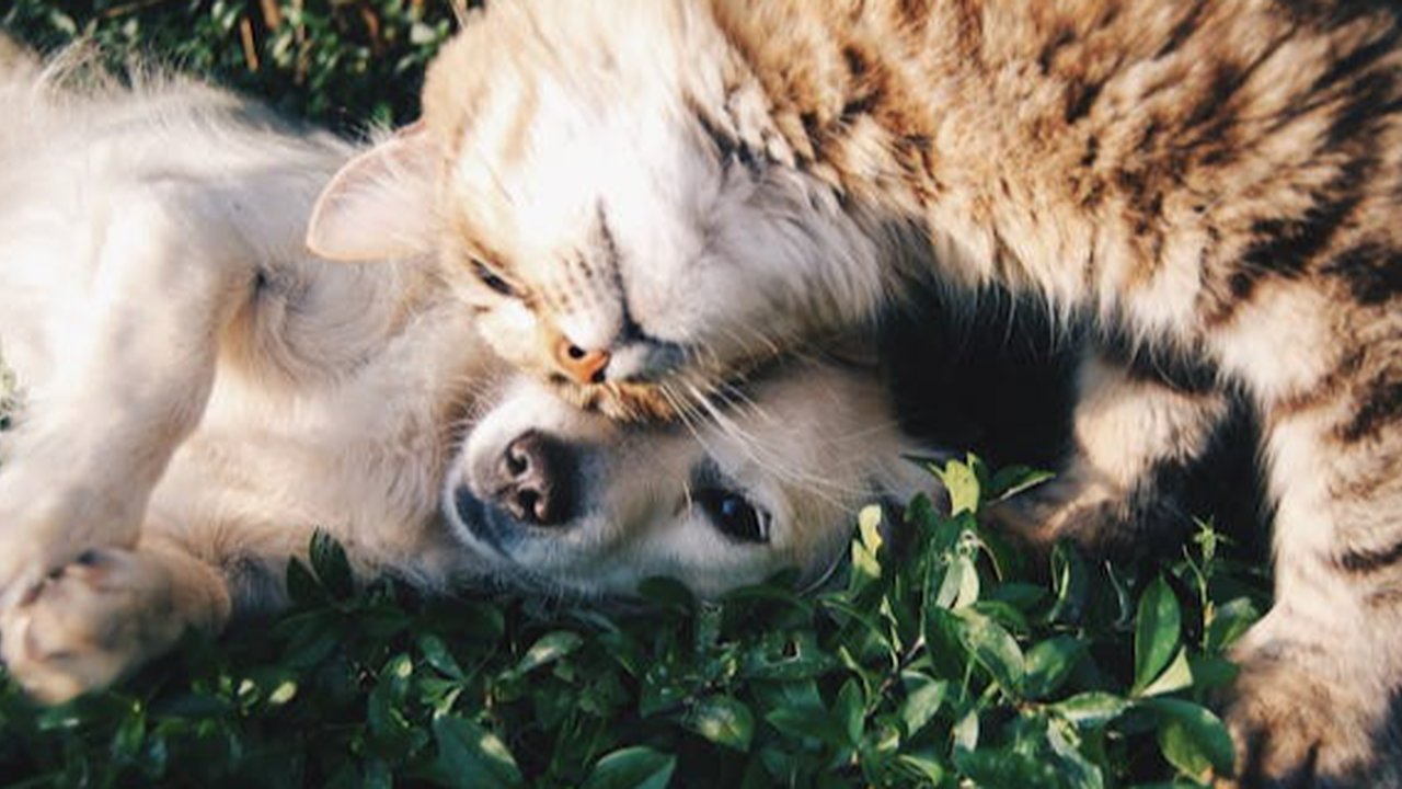 Anjing dan Kucing Bisa Kena Diabetes, Ini Fakta dan Cara Penanganannya