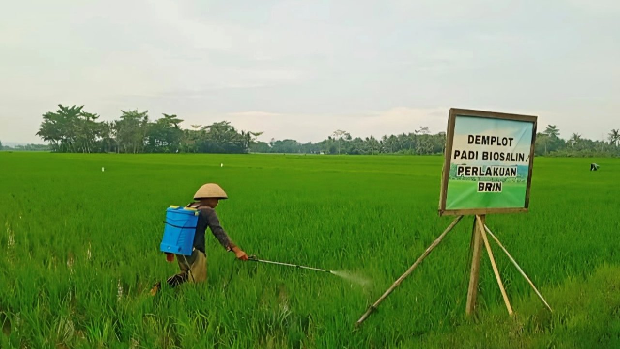 Uji Coba Varietas Biosalin Panen Perdana 16 Ton, Produktivitas Pertanian Naik dan Dukung Ketahanan Pangan