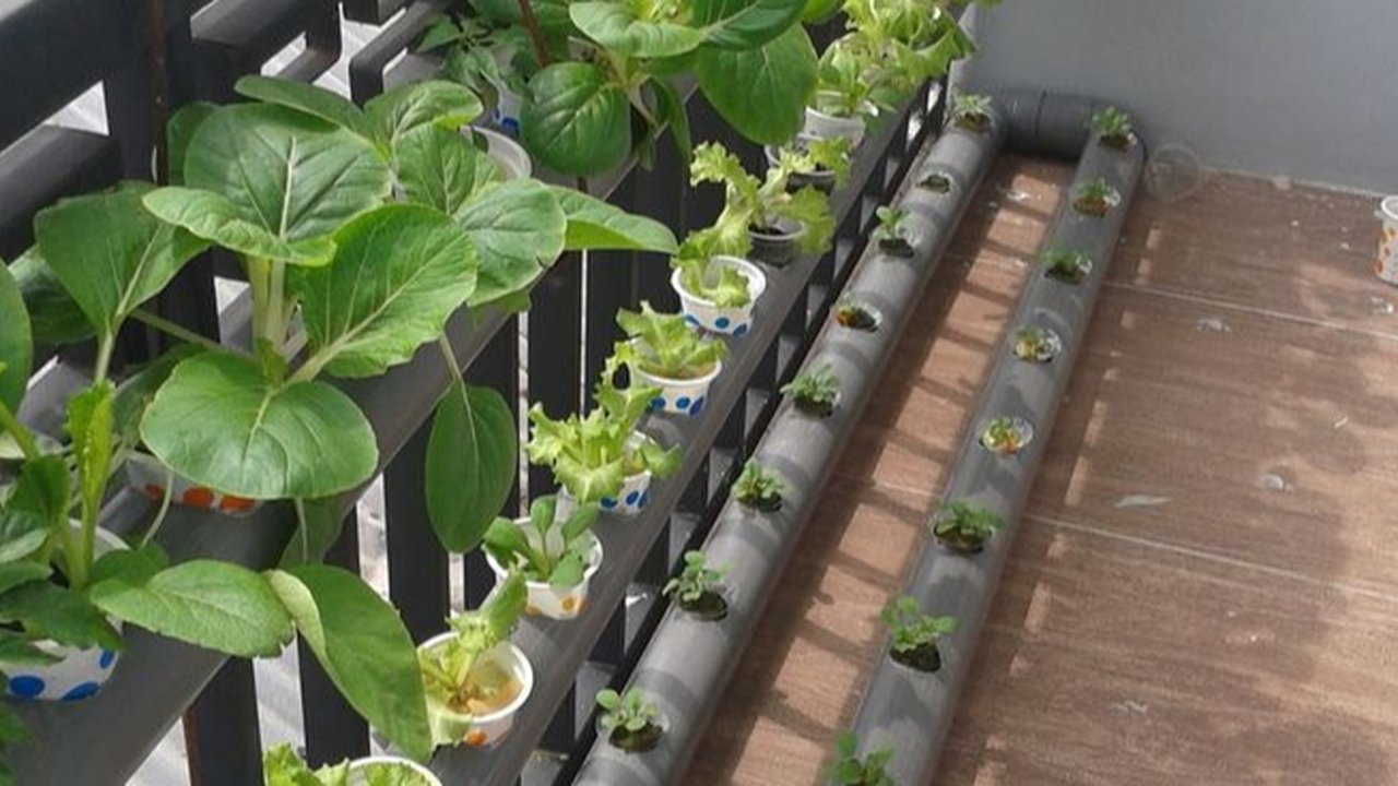 Ini Sederet Manfaat Pertanian Perkotaan, Sukses Terbukti di Jakarta Timur