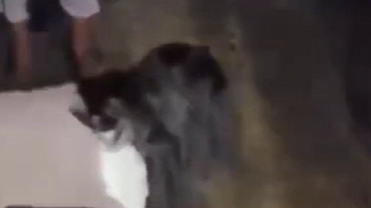 Buntut Pukuli & Suruh ABG Cium Kaki Usai Rebutan Cowok, Remaja Perempuan Ditetapkan ABH tapi Tak Ditahan