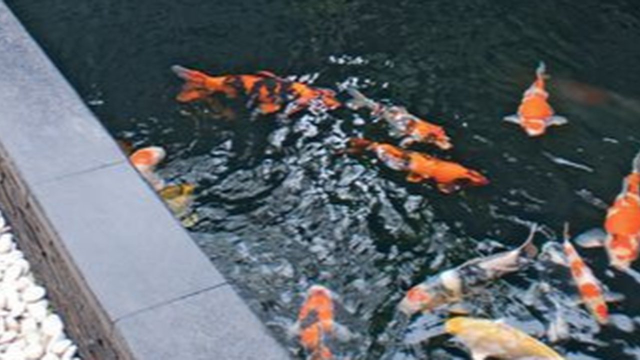 Kolam Ikan Koi Simpel (Pinterest)