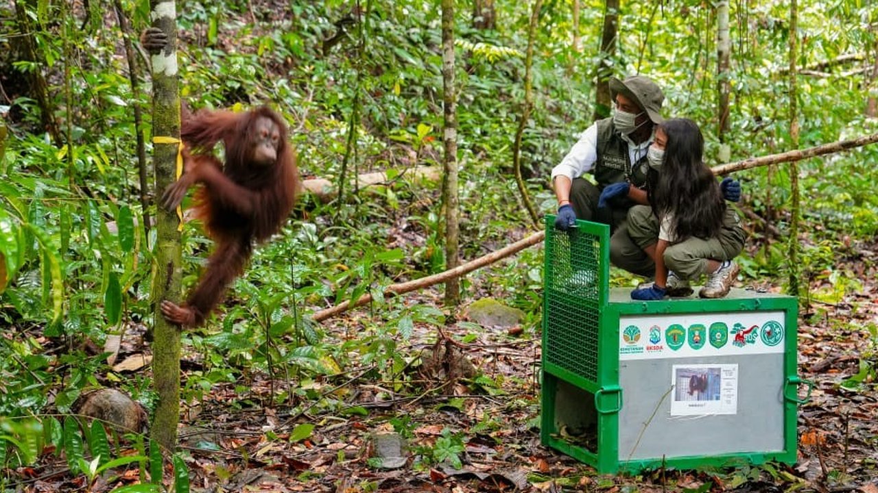 Menhut Lepas Enam Orang Utan di Kaltim