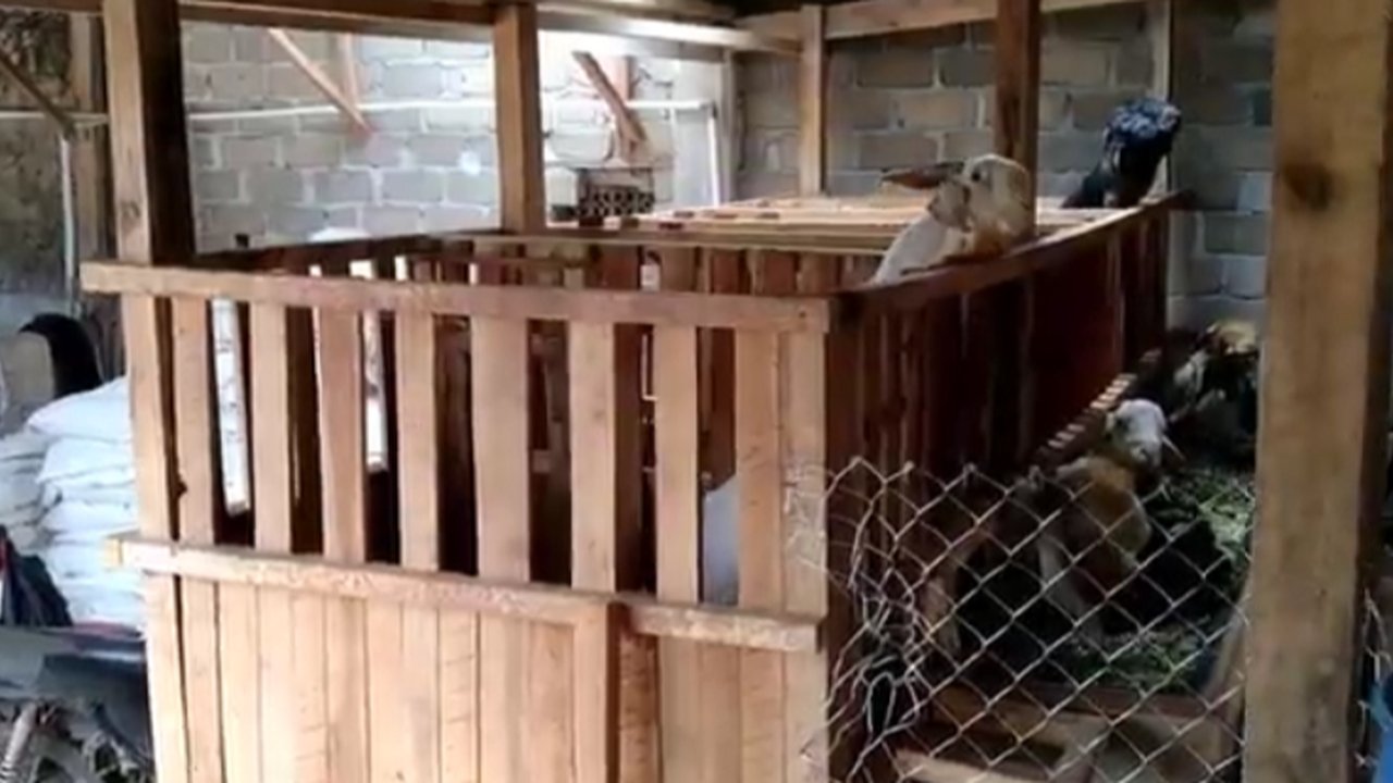 Puluhan kambing di Sidorejo mati