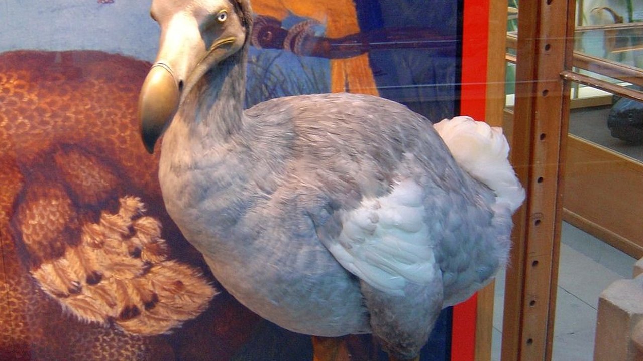 Inilah gambaran Burung Dodo yang akan dihidupkan kembali setelah mengalami kepunahan akibat intervensi manusia.